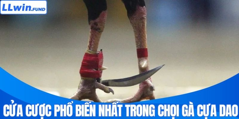 Cửa cược phổ biến nhất trong chọi gà cựa dao 