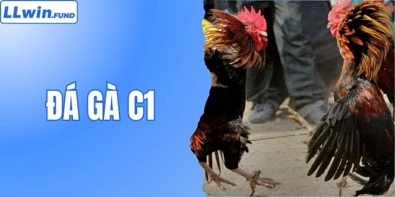 Đá Gà C1 LLWIN- Nơi Những Chiến Kê Triệu Đô Hội Tụ 