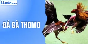 Đá Gà Thomo - Đỉnh Cao Cá Cược Gà Chọi Trực Tuyến LLWIN