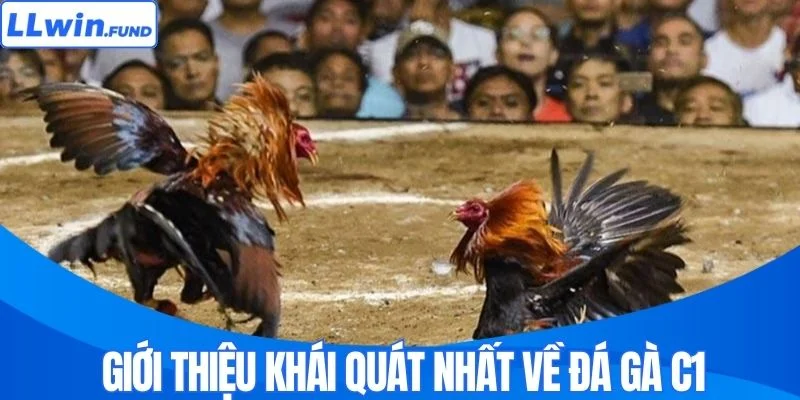 Giới thiệu khái quát nhất về đá gà C1 