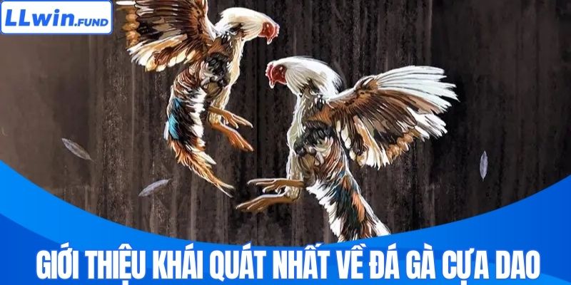Giới thiệu khái quát nhất về đá gà cựa dao 