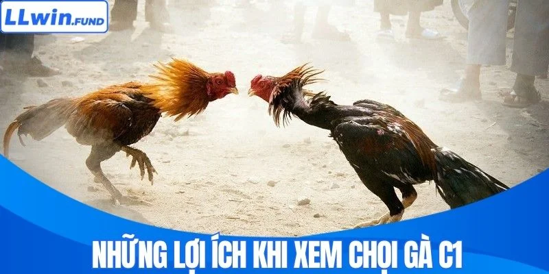 Những lợi ích khi xem chọi gà C1 