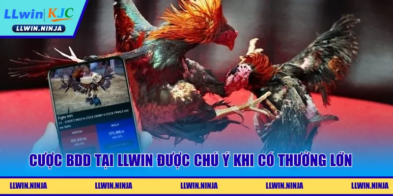 Cược BDD tại LLwin được chú ý khi có thưởng lớn