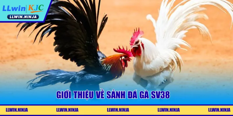 Giới thiệu về sảnh đá gà SV38