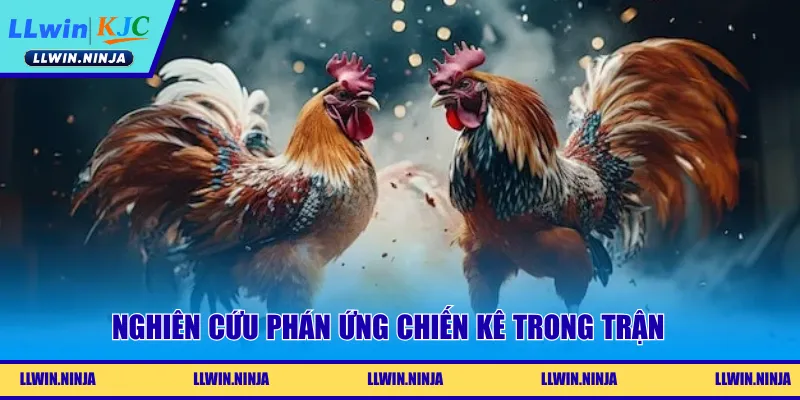 Nghiên cứu phán ứng chiến kê trong trận