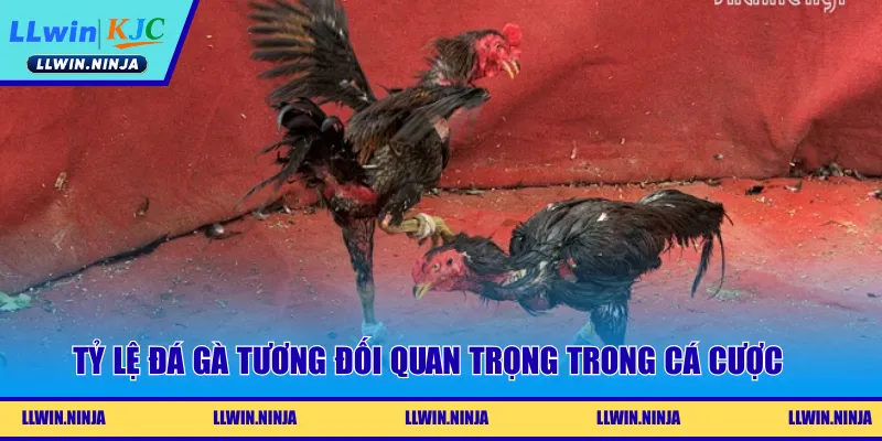 Tỷ lệ đá gà tương đối quan trọng trong cá cược online